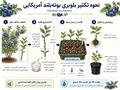 بلوبری بوته‌بلند آمریکایی - رایج‌ترین نوع تجاری بلوبری